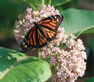 rain garden, eco friendly gardening, native plants