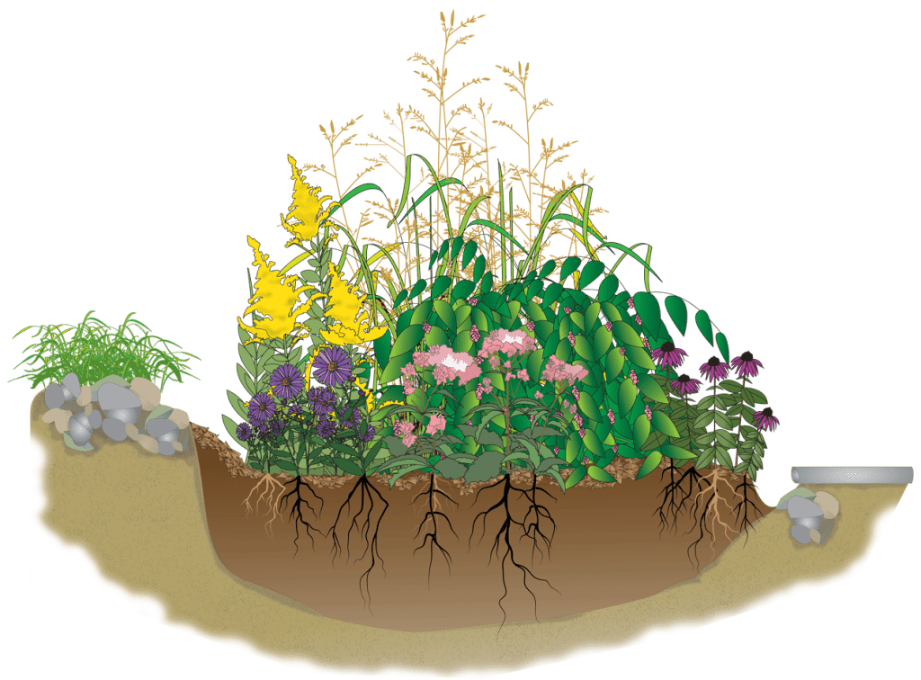 Rain Gardens, What Are They And Why Are We Obsessed? Landscape Design, Installation