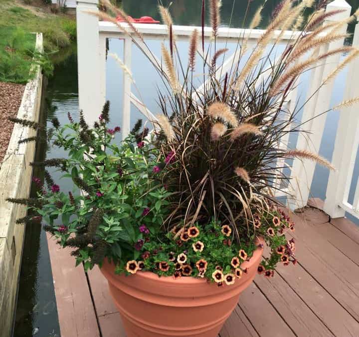 Fall Flowers for Your Gardens and Containers