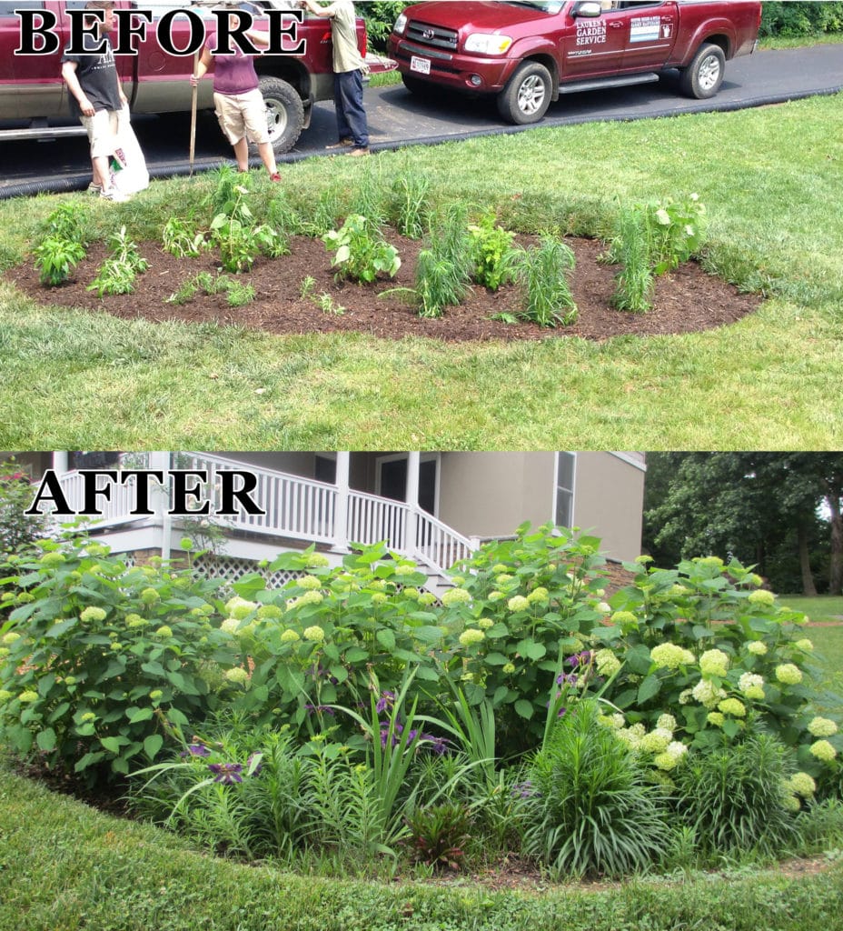 Establish rain garden after 3 years