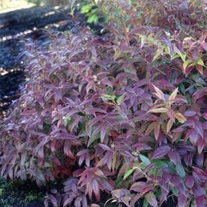 Coastal Leucothoe Native Plant Spotlight