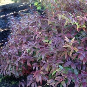 Interpretive royalty Male Coastal Leucothoe Native Plant Spotlight - Landscape Design, Installation,  Maintenance and Native Plant Nursery | Lauren's Garden Service