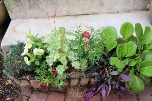 Fall Container Garden