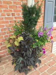 Beautiful Container Garden