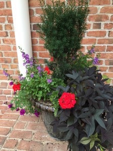 Gorgeous Container Garden