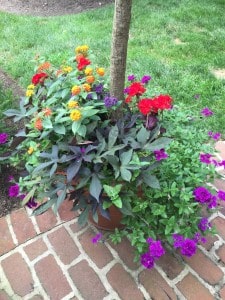 Colorful Container Garden