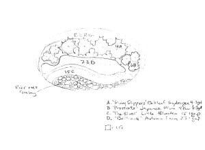 Rain Garden Design by Lauren