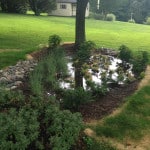 Rain Garden 2 after e1443193938264