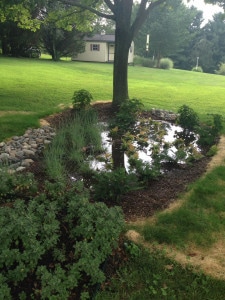 rain garden