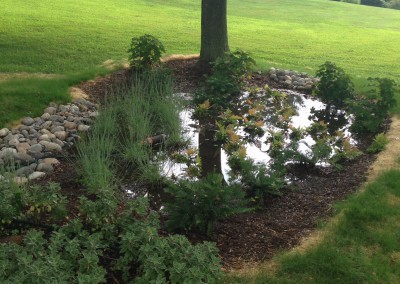 Rain Garden 2 after e1443193938264