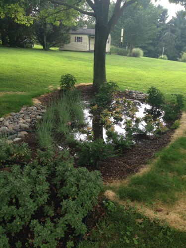 Rain Garden 2 after e1443193938264