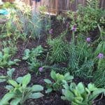 Rain Garden2