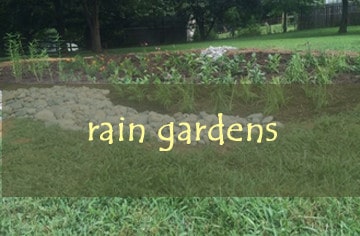 Rain Garden Portfolio