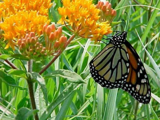 butterfly weed with butterfly