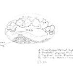 client rain garden design