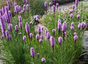 Gayfeather Native Plant Spotlight