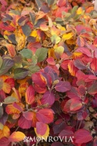 Mt Airy fall - Ellicott City Fall Landscaping - Lauren's Garden Service and Native Plant Nursery