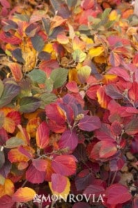 Fall Beauties, Native Fall Beauties for Howard County Gardens