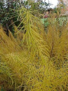 amsonia foliage, Native Fall Beauties for Howard County Gardens