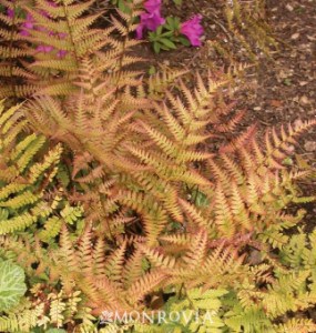 autumn fern brilliance foliage, Native Fall Beauties for Howard County Gardens