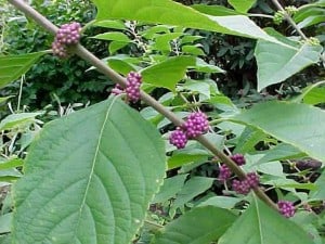 beautyberry, Native Fall Beauties for Howard County Gardens