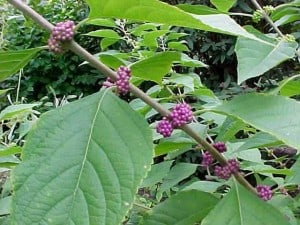 beautyberry