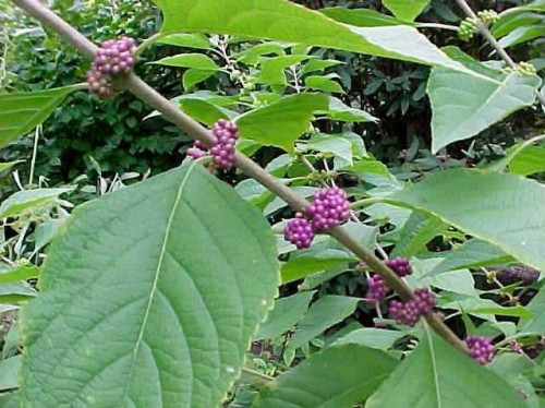 Native Fall Beauties for Howard County Gardens