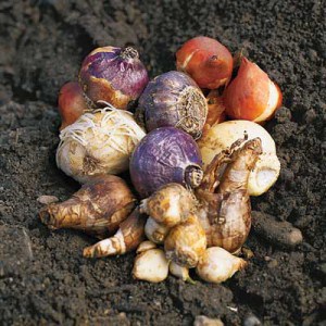 bulbs, Spring Bulbs