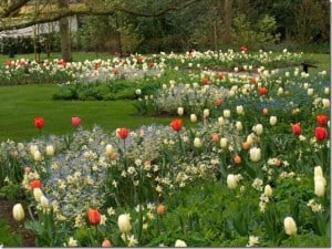 bulbs, Spring Bulbs