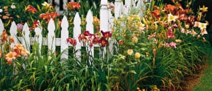 bulbs, Spring Bulbs