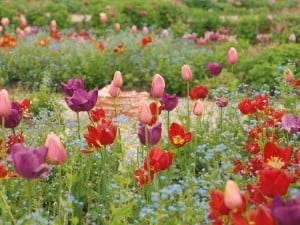 bulbs, Spring Bulbs