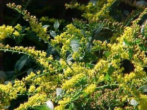 goldenrod fireworks, Native Fall Beauties for Howard County Gardens