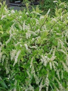 Native Fall Beauties for Howard County Gardens