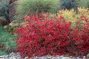 henry's garnet, Native Fall Beauties for Howard County Gardens