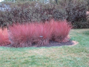 little bluestem grass