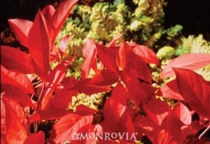 little henry sweetspire, Native Fall Beauties for Howard County Gardens