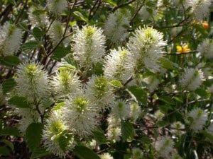  Native Fall Beauties for Howard County Gardens