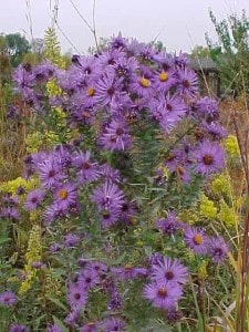 new england aster, Native Fall Beauties for Howard County Gardens