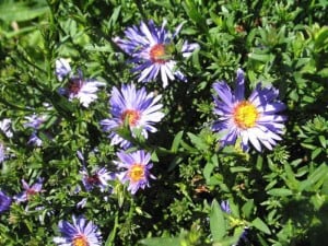 new york aster, Native Fall Beauties for Howard County Gardens