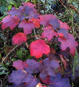oakleaf hydrangea foliage, Native Fall Beauties for Howard County Gardens
