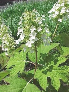 oakleaf hydrangea, Native Fall Beauties for Howard County Gardens