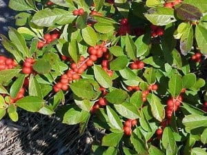 red sprite dwarf, Native Fall Beauties for Howard County Gardens