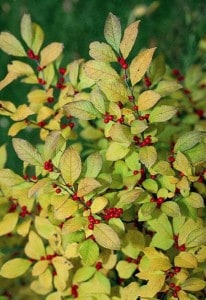 sparkleberry, Native Fall Beauties for Howard County Gardens