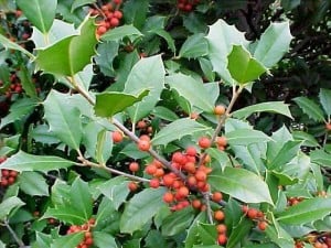 American holly