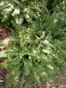 Christmas Fern