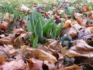 Garden leaves