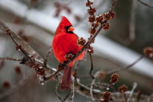 Maryland Wintering Bird