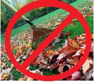 Leave Your Leaves!