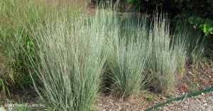 SchScopBl_PR_01_Schizachyrium_scoparium_The_Blues