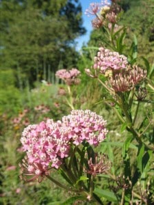 Swamp Milkweed